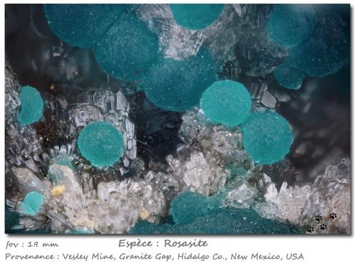 Rosasite<br />Mina Vesley, Granite Gap, Distrito San Simon, Condado Hidalgo, New Mexico, USA<br />fov 1.9 mm<br /> (Author: ploum)