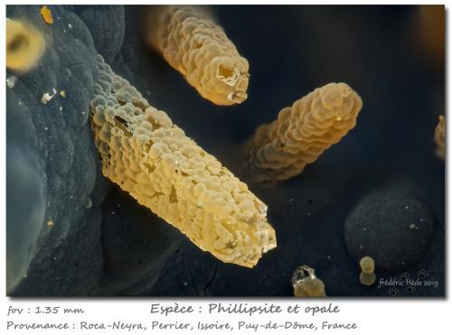 Phillipsite and Opal<br />Roca-Neyra, Perrier, Distrito Issoire, Departamento Puy-de-Dôme, Auvergne-Rhône-Alpes, Francia<br />Fov 1.35 mm<br /> (Author: ploum)