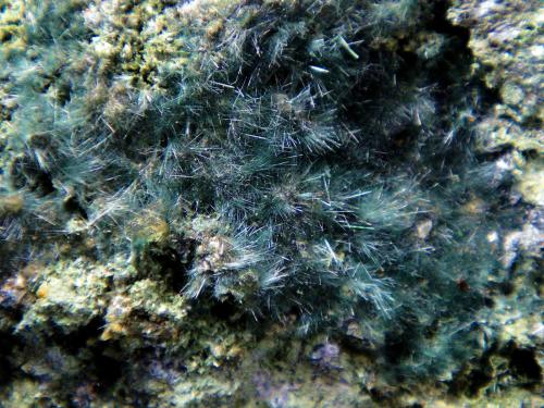 Actinolita (variedad byssolita / bisolita)<br />Acedo claim (Juanona Quarry), Juanona, Antequera, Comarca de Antequera, Málaga, Andalusia, Spain<br />Campo de visión 4 cm.<br /> (Autor: Antonio P. López)