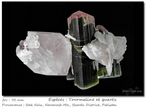 Tourmaline and Quartz<br />Stak Nala, Haramosh Mountains, Skardu District, Gilgit-Baltistan (Northern Areas), Pakistan<br />fov  70 mm<br /> (Author: ploum)