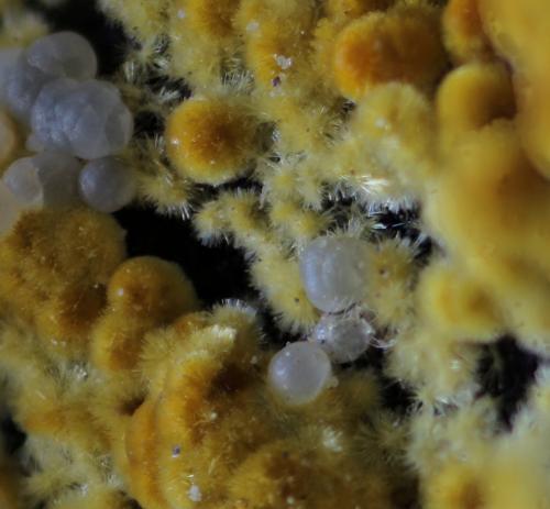 Cacoxenita<br />El Lobo Mine, Mesa del Poyato, Campanario-Quintana de la Serena, Comarca La Serena, Badajoz, Extremadura, Spain<br />Ancho Foto 3 mm.<br /> (Autor: Joaquin Blanco)