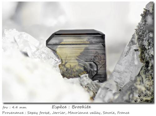 Brookite and Quartz<br /><br />fov 4.6 mm<br /> (Author: ploum)