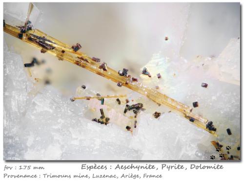 Aeschynite-(Ce) with Pyrite and Dolomite<br />Mina Trimouns, Luzenac, Haute-Ariège, Foix, Departamento Ariège, Occitanie, Francia<br />fov 1.75 mm<br /> (Author: ploum)