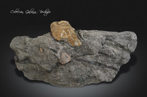 Ambar<br />Yacimiento de Ambar Formación Escucha y Utrillas, Sistema Ibérico, Utrillas, Comarca Cuencas Mineras, Teruel, Aragón, España<br />88 x 45 x 15 mm.<br /> (Autor: Rafael Galiana)