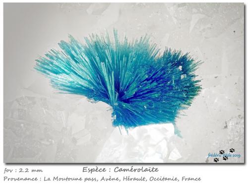 Camerolaite<br />La Moutoune Pass, Avène, Lunas Canton, Lodève District, Hérault, Occitanie, France<br />fov 2.4 mm<br /> (Author: ploum)