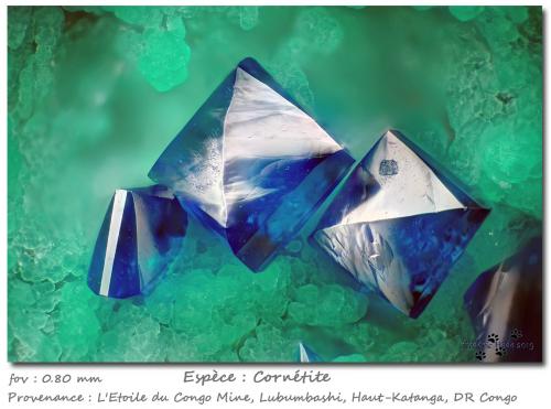 Cornetite<br />L'Etoile du Congo Mine (Star of the Congo Mine), Lubumbashi (Elizabethville), Katanga Copper Crescent, Haut-Katanga (Shaba), Democratic Republic of the Congo (Zaire)<br />fov 0.80 mm<br /> (Author: ploum)