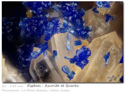 Azurite on Quartz<br />Mont Chemin, Martigny, Wallis (Valais), Switzerland<br />fov 1.45 mm<br /> (Author: ploum)