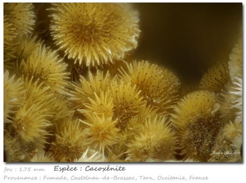 Cacoxenite<br />Fumade, Castelnau-de-Brassac, Tarn, Occitanie, France<br />fov 1.75 mm<br /> (Author: ploum)
