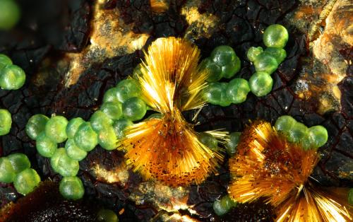 Chalcosiderite and Cacoxenite<br />AVE Railway tunnel works dumps, El Horcajo, Almodóvar del Campo, Comarca Campo de Calatrava, Ciudad Real, Castilla-La Mancha, Spain<br />fov 4 mm<br /> (Author: Rewitzer Christian)