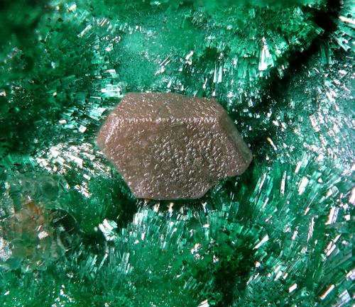 Chlorargyrite with Malachite<br />Mina Felisa, Sierra Alhamilla, Rioja, Comarca Metropolitana de Almería, Almería, Andalucía, España<br />fov 1.5 mm<br /> (Author: Rewitzer Christian)