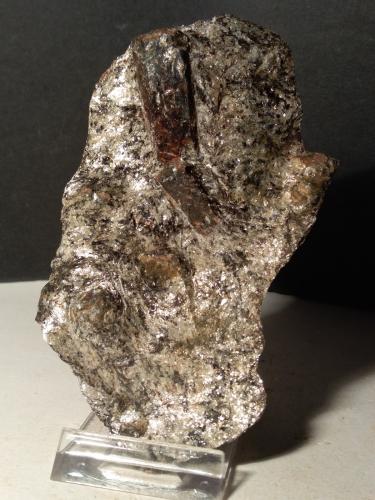 Staurolite<br />Corenno Plinio, Dervio, Lecco Province, Lombardy/Lombardia, Italy<br />114 x 64 mm<br /> (Author: Sante Celiberti)