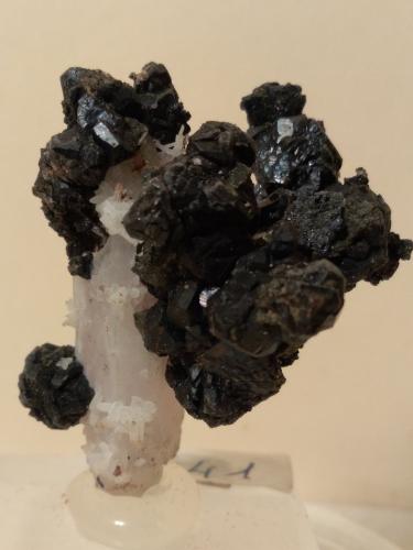 Esfalerita, Cuarzo<br />Mina Gavorrano, Gavorrano, Provincia Grosseto, Toscana, Italia<br />40 x 33 mm<br /> (Autor: Sante Celiberti)