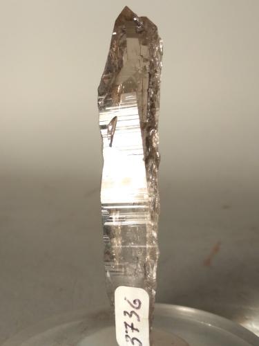 Quartz (smokey)<br />Miage Glacier, Veny Valley, Monte Bianco Massif (Mont Blanc Massif), Courmayeur, Aosta Valley (Val d'Aosta), Italy<br />73 x 16 mm<br /> (Author: Sante Celiberti)