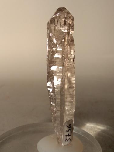 Quartz (smokey)<br />Miage Glacier, Veny Valley, Monte Bianco Massif (Mont Blanc Massif), Courmayeur, Aosta Valley (Val d'Aosta), Italy<br />73 x 16 mm<br /> (Author: Sante Celiberti)
