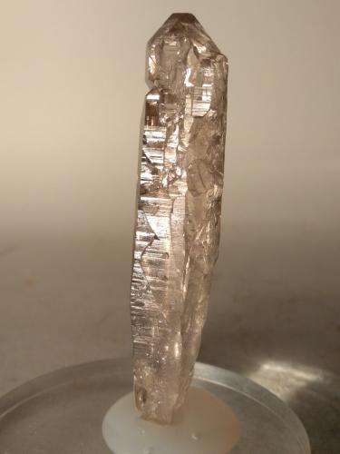 Quartz (smokey)<br />Miage Glacier, Veny Valley, Monte Bianco Massif (Mont Blanc Massif), Courmayeur, Aosta Valley (Val d'Aosta), Italy<br />73 x 16 mm<br /> (Author: Sante Celiberti)