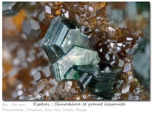 Clinochlore with Grossular (variety hessonite)<br />Felskinn, Glaciar Fee, Saas Fee, Valle Saas, Zermatt - Saas Fee, Wallis (Valais), Suiza<br />3.6 mm<br /> (Author: ploum)