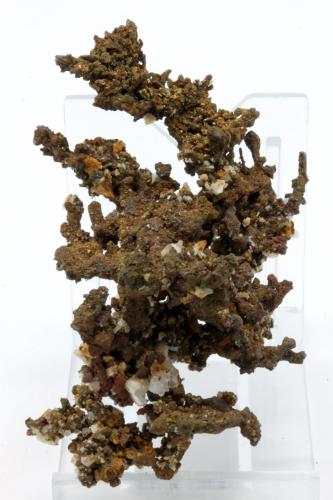 Cobre<br />Mina Tazalaght, Provincia Tata, Región Souss-Massa, Marruecos<br />7,7 x 4,4 cm.<br /> (Autor: Carles)