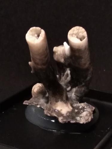 Aragonite (variety flos ferri)<br />Valle Trompia, Provincia Brescia, Lombardía, Italia<br />40 x 37 mm<br /> (Author: Sante Celiberti)