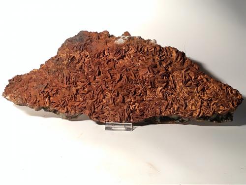 Siderite, Hematite, Talc<br />Mina Brosso, nivel Salvere, Cálea, Léssolo, Distrito Canavese, Provincia Ciudad metropolitana de Turín, Piamonte (Piemonte), Italia<br />380 x 150<br /> (Author: Sante Celiberti)