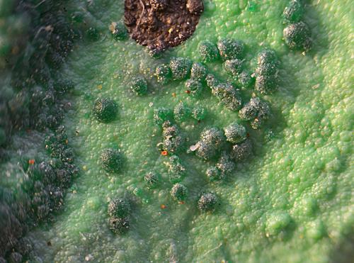 Conichalcita<br />Mina Trípoli, Barranco del Cura, Huércal de Almería, Comarca Metropolitana de Almería, Almería, Andalucía, España<br />Campo de visión de 5 mm<br /> (Autor: Antonio Carmona)