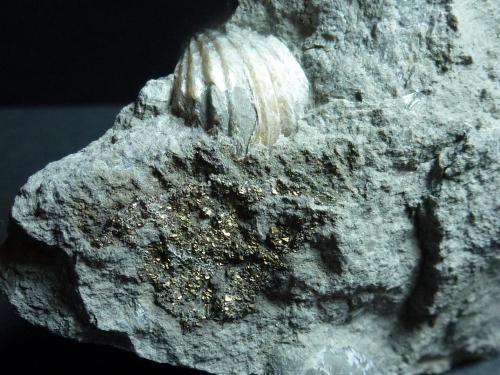 Pirita<br />Torremocha del Campo, Comarca Sierra Norte de Guadalajara, Guadalajara, Castilla-La Mancha, Spain<br />7 x 6 cm.<br /> (Autor: javier ruiz martin)