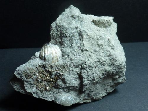 Pirita<br />Torremocha del Campo, Comarca Sierra Norte de Guadalajara, Guadalajara, Castilla-La Mancha, España<br />7 x 6 cm.<br /> (Autor: javier ruiz martin)