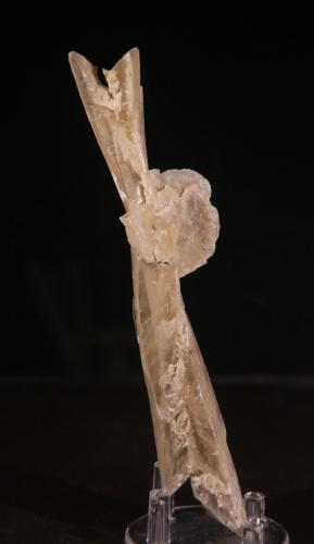 Gypsum<br />Valle de Cerrato, Comarca Cerrato, Palencia, Castile and León, Spain<br />48mm x 153mm x 40mm<br /> (Author: Firmo Espinar)