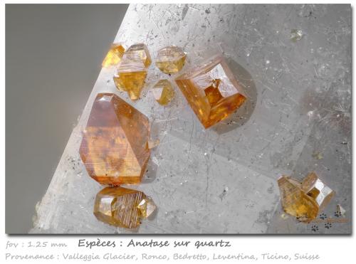 Anatase on Quartz<br />Glaciar Valleggia, Valle Valleggia, Valle Bedretto, Ronco sopra Ascona, Leventina, Ticino (Tessin), Suiza<br />fov 1.25 mm<br /> (Author: ploum)