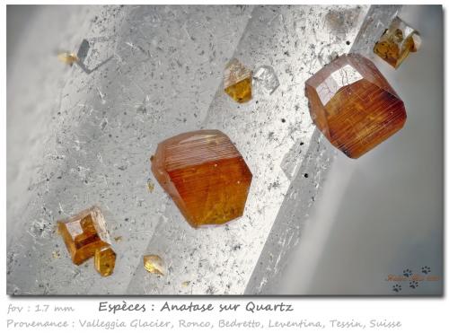 Anatase on Quartz<br />Valleggia Glacier, Valleggia Valley,  Bedretto Valley, Ronco sopra Ascona, Leventina, Ticino (Tessin), Switzerland<br />fov 1.7 mm<br /> (Author: ploum)