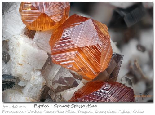 Spessartine<br />Wushan Spessartine prospects, Tongbei, Yunxiao, Zhangzhou Prefecture, Fujian Province, China<br />fov 9.0 mm<br /> (Author: ploum)