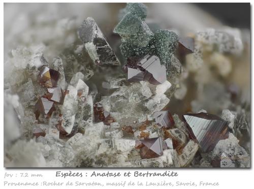 Anatase and Bertrandite<br />Rocher de Sarvatan, Macizo La Lauzière, Saint-Jean-de-Maurienne, Saboya, Auvergne-Rhône-Alpes, Francia<br />fov 7.2 mm<br /> (Author: ploum)