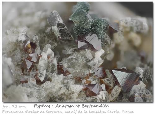 Anatase and Bertrandite<br />Rocher de Sarvatan, La Lauzière Massif, Saint-Jean-de-Maurienne, Savoie, Auvergne-Rhône-Alpes, France<br />fov 7.2 mm<br /> (Author: ploum)