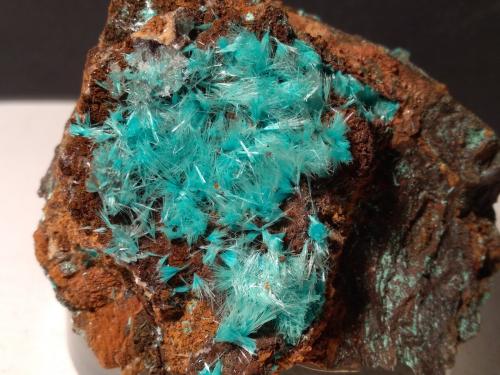 Aurichalcite<br />Campiglia Marittima, Campigliese, Livorno Province, Toscana, Italy<br />65 x 65 mm<br /> (Author: Sante Celiberti)