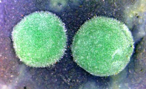 Aurichalcita (Auricalcita)<br />Mina 79, Chilito, Zona Hayden, Distrito Banner, Montes Dripping Spring, Condado Gila, Arizona, USA<br />Campo de visión 6 mm.<br /> (Autor: Antonio P. López)