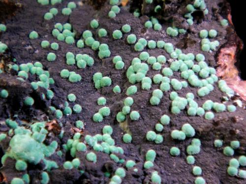 Aurichalcita (Auricalcita)<br />Mina 79, Chilito, Zona Hayden, Distrito Banner, Montes Dripping Spring, Condado Gila, Arizona, USA<br />Campo de visión 4 cm.<br /> (Autor: Antonio P. López)