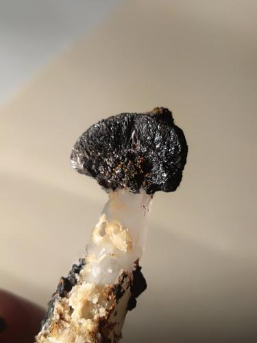 Cuarzo, óxidos de manganeso<br />Campiglia Marittima, Campigliese, Provincia Livorno, Toscana, Italia<br />64 x 37 mm<br /> (Autor: Sante Celiberti)