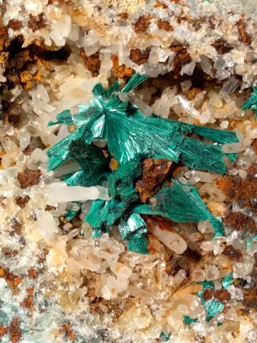 Malaquita<br />Fenice Capanne Mine, Massa Marittima, Grosseto Province, Tuscany, Italy<br />79 x 79 mm<br /> (Autor: Sante Celiberti)