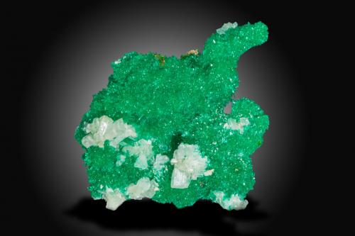 Dioptase with Cerussite<br />Mina Mammoth-Saint Anthony, Depósito St. Anthony, Tiger, Distrito Mammoth, Condado Pinal, Arizona, USA<br />3 x 3.5 x 2 cm<br /> (Author: SWK)