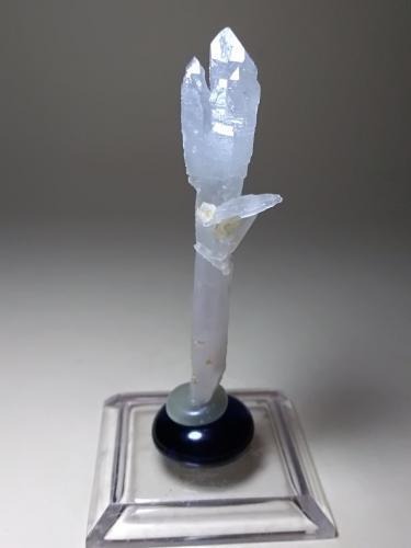 Quartz (variety scepter)<br />Fenice Capanne Mine, Massa Marittima, Grosseto Province, Tuscany, Italy<br />62 x 16 mm<br /> (Author: Sante Celiberti)