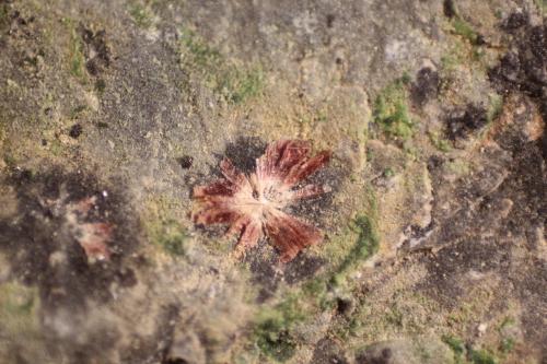 Erythrite<br />La Cena del Depósito Claim, Huércal-Overa, Comarca Levante Almeriense, Almería, Andalusia, Spain<br />FOV 13mm<br /> (Author: Firmo Espinar)