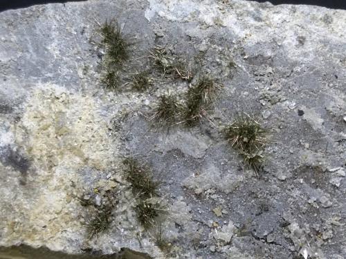 Millerita<br />Le Cetine di Cotorniano Mine (Le Cetine Mine), Chiusdino, Siena Province, Tuscany, Italy<br />77 x 27 mm<br /> (Autor: Sante Celiberti)
