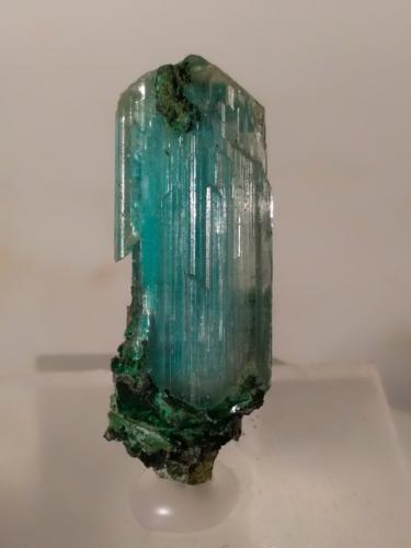 Gypsum, Chrysocolla inclusions<br />Campiglia Marittima, Campigliese, Livorno Province, Toscana, Italy<br />29 x 9,5 mm<br /> (Author: Sante Celiberti)