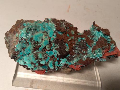 Aurichalcite, Rosasite<br />Campiglia Marittima, Campigliese, Livorno Province, Toscana, Italy<br />10,5 x 6 cm<br /> (Author: Sante Celiberti)