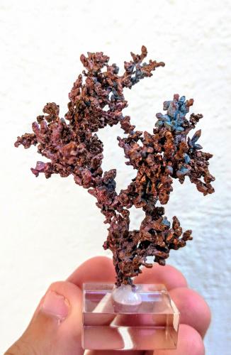 Cobre<br />Bou Nahas Mine, Oumjrane mining area, Alnif Commune, Tinghir Province, Drâa-Tafilalet Region, Morocco<br />5,6 x 6,7 cm<br /> (Autor: Carles)