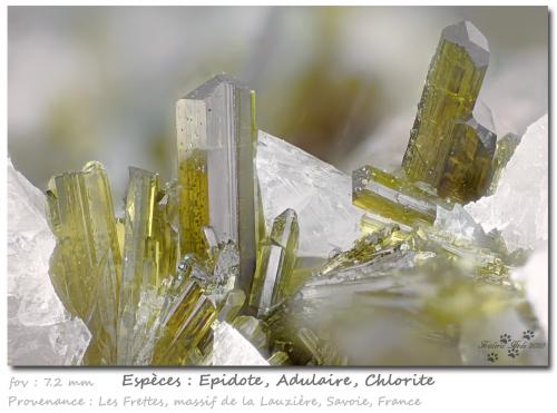 Epidote with Orthoclase (variety adularia) and Chlorite<br />Col de la Madeleine, La Lauzière Massif, Saint-Jean-de-Maurienne, Savoie, Auvergne-Rhône-Alpes, France<br />fov 7.2 mm<br /> (Author: ploum)