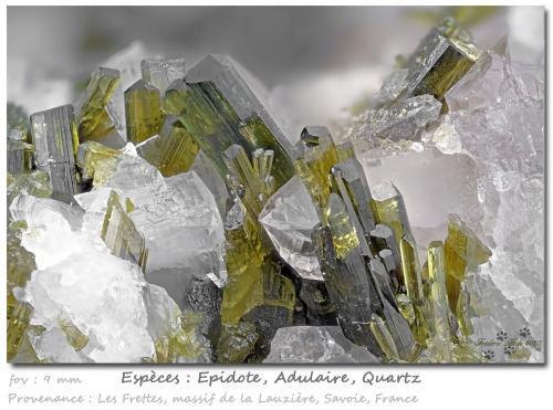 Epidote with Orthoclase (variety adularia) and Quartz<br />Col de la Madeleine, Macizo La Lauzière, Saint-Jean-de-Maurienne, Saboya, Auvergne-Rhône-Alpes, Francia<br />fov 9 mm<br /> (Author: ploum)