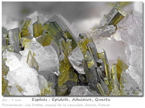 Epidote with Orthoclase (variety adularia) and Quartz<br />Col de la Madeleine, La Lauzière Massif, Saint-Jean-de-Maurienne, Savoie, Auvergne-Rhône-Alpes, France<br />fov 9 mm<br /> (Author: ploum)