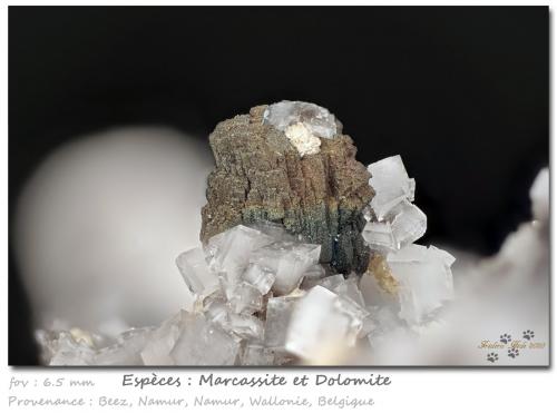 Marcasite and Dolomite<br />Beez, Namur District, Namur Province, Wallonia, Belgium<br />fov 6.5 mm<br /> (Author: ploum)