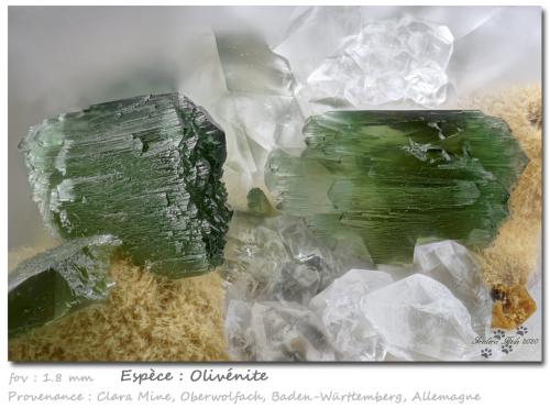 Olivenite<br />Mina Clara, Valle Rankach, Oberwolfach, Wolfach, Selva Negra, Baden-Württemberg, Alemania<br />fov 1.8 mm<br /> (Author: ploum)