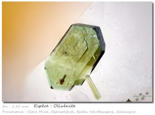 Olivenite<br />Mina Clara, Valle Rankach, Oberwolfach, Wolfach, Selva Negra, Baden-Württemberg, Alemania<br />fov 1.55 mm<br /> (Author: ploum)